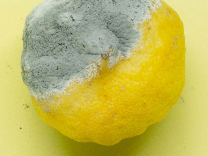 Citron moisissure